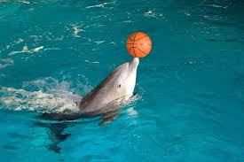 Dolphin